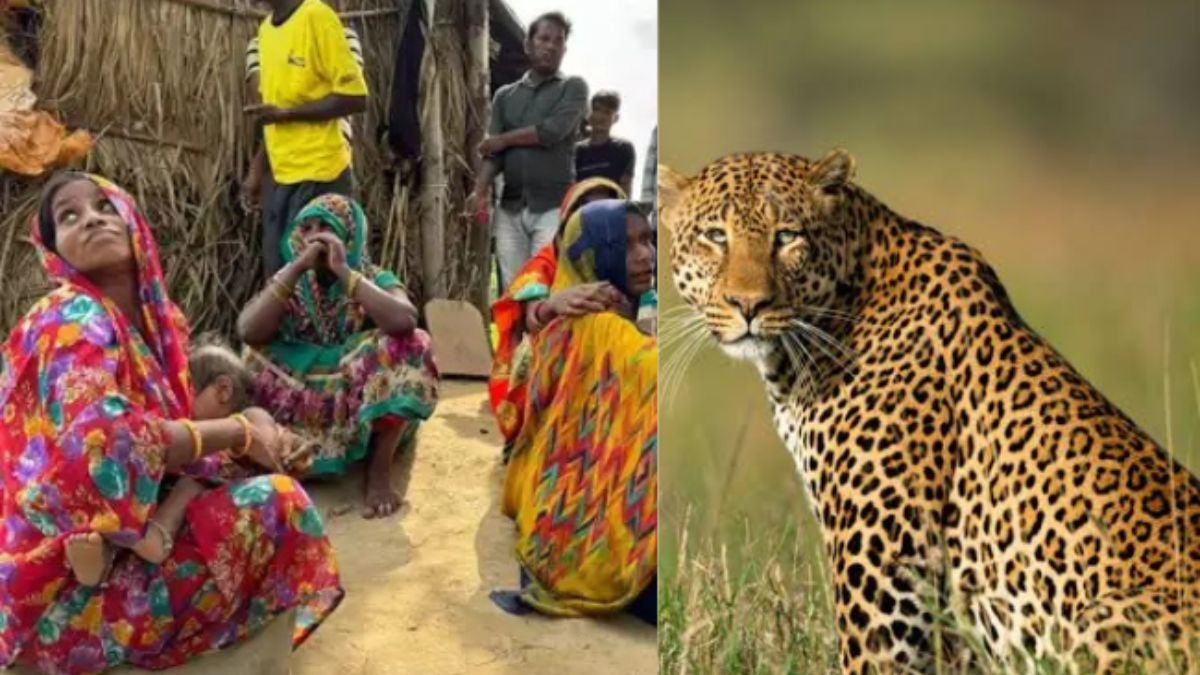 लखीमपुर खीरी जिले के ज्ञानपुर गांव में बीती शनिवार रात को 6 वर्षीय बादल को तेंदुआ उठा कर ले गया !